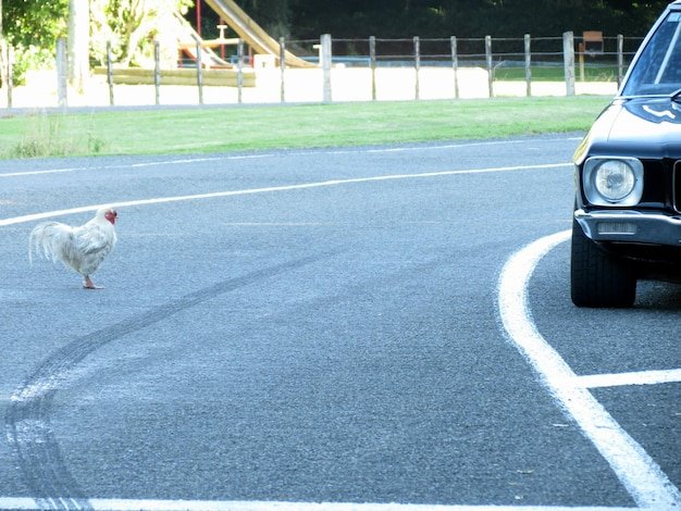 Image: Descubre la Experiencia de Casino en la Calle de los Pollos en España